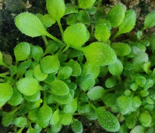 Karthick b Sivakumar