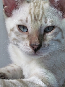 Tilde