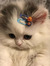 Noura