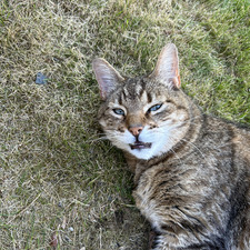 Dani Steinseth Illidi