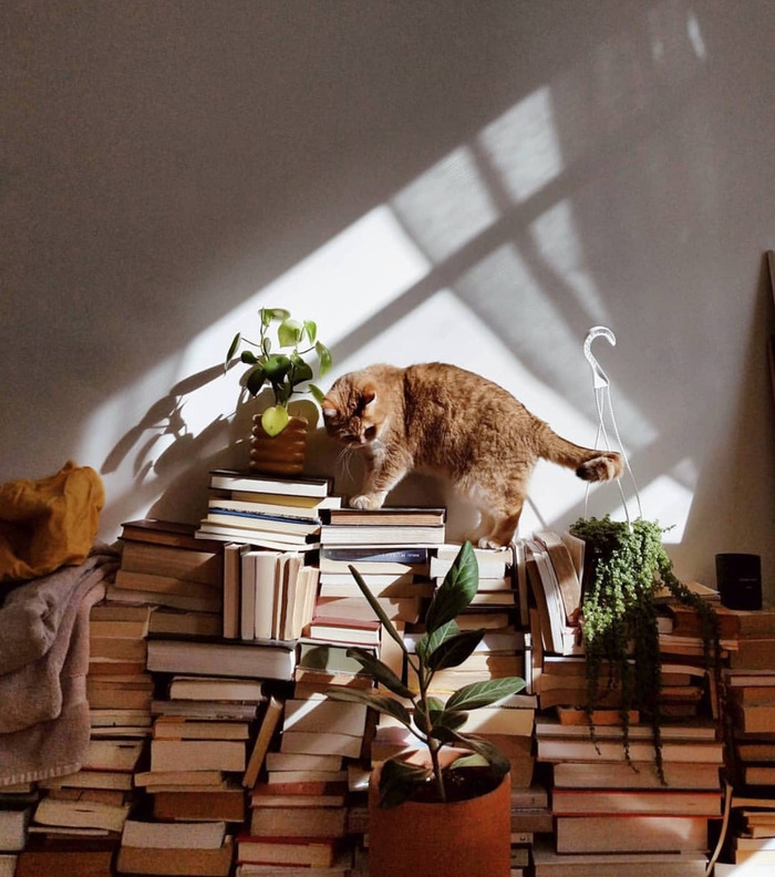 Goodreads profile picture for @daphne
