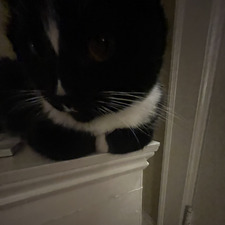Gabby