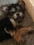 Koda