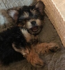 Koda