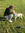 Maisy