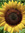 Sunflower Girl