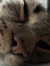 tyki