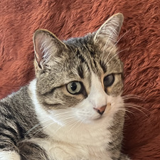 Dimitris Grigoropoulos