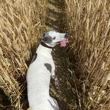 Bella