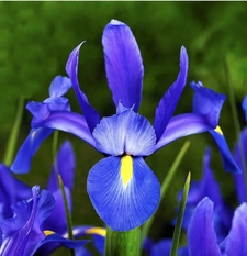 Iris