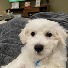 Lu