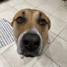 Mia