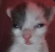 Alo