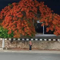 أماني النجار