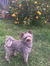 annie