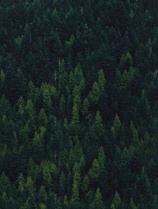 sierramountainsofbooks