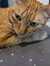 Orange Cat