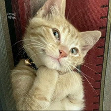 lucius