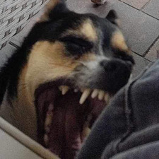 Maja
