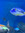 Dory