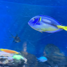 Dory
