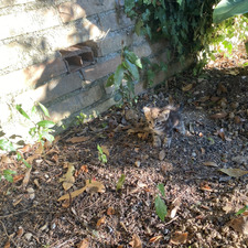 Francesca Clementoni