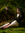 Juniper Fae | 2 comments