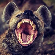 Hyena