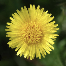 Dandelion Dame