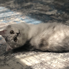 Ghalouya