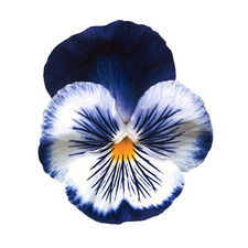 ˚ ༘♡ ⋆｡˚ bee ˚ ༘♡ ⋆｡˚