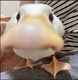 The