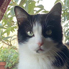 Mirtillo (๑╹ω╹๑ )