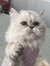 Miette