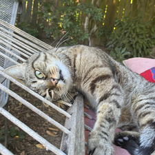 mission finnpossible 