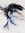 Ozlat Neshin | 3 comments