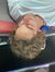 Senne