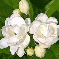 ប្រាក់ សម្ជស្ស