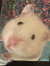 Lil