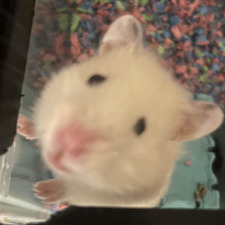 Lil