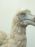 Dodo Bird