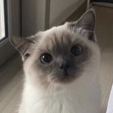 dee