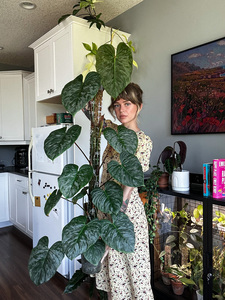 Fern