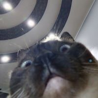 Michaelis Phantomhiv