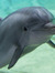 Dolphin...