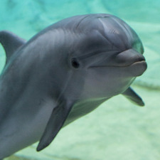 Dolphin Silly