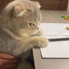 Silly Cat