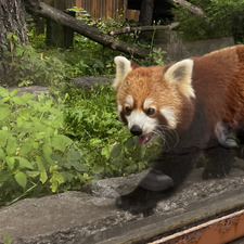 Marcelina Stachowicz