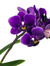 VioletO...