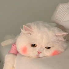 tas ᵕ̈ ♡⋆.ೃ࿔*